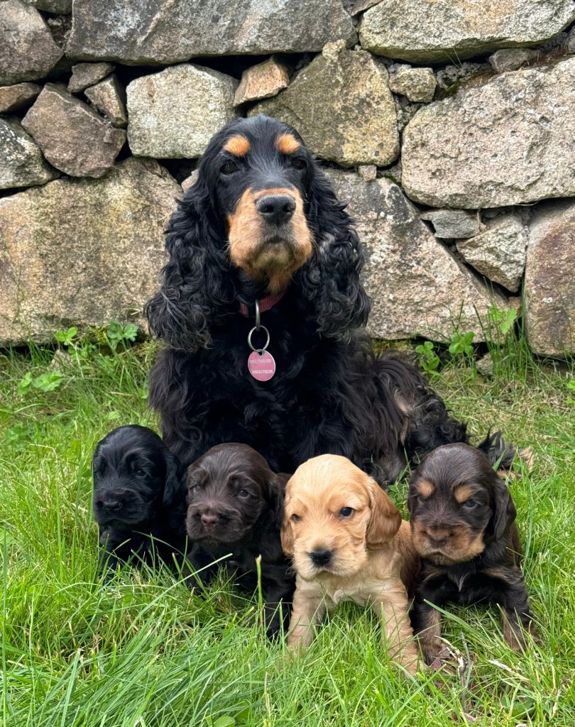 chiot Cocker Spaniel Anglais Du Songe D'Opaline