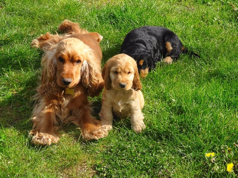 Du Songe D'Opaline - Cocker Spaniel Anglais - Portée née le 02/03/2016