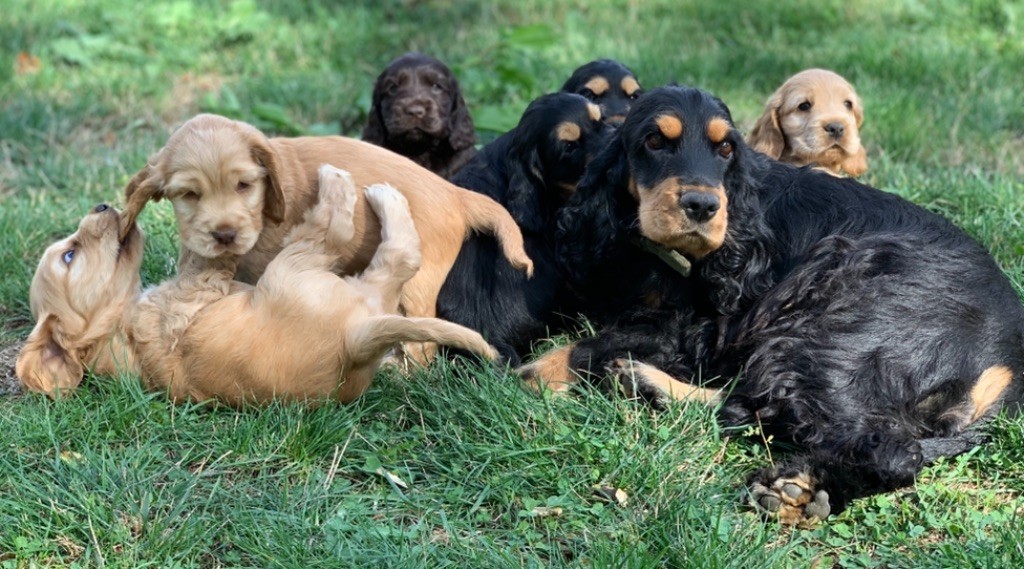 Du Songe D'Opaline - Cocker Spaniel Anglais - Portée née le 07/08/2020