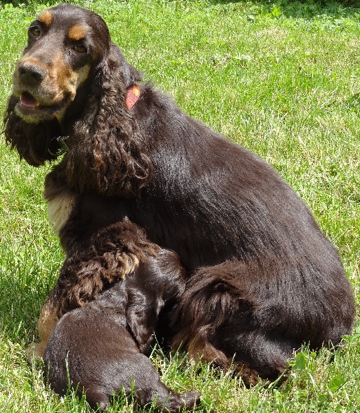 Du Songe D'Opaline - Cocker Spaniel Anglais - Portée née le 26/04/2012