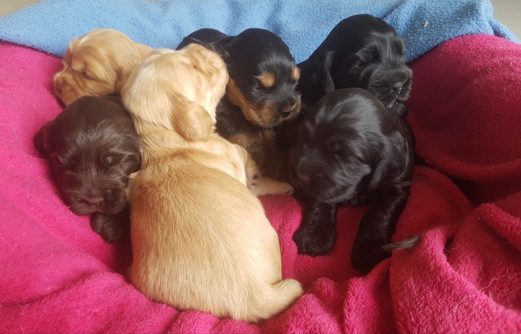 chiot Cocker Spaniel Anglais Du Songe D'Opaline