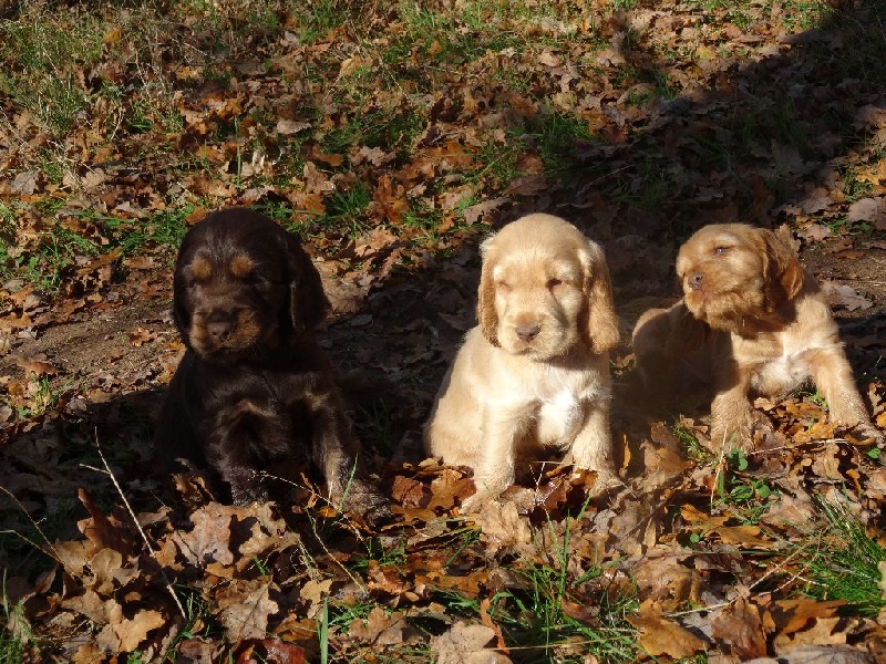 Du Songe D'Opaline - Cocker Spaniel Anglais - Portée née le 14/10/2014