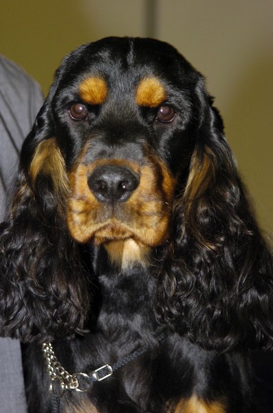 Haricot magique Du Songe D'Opaline