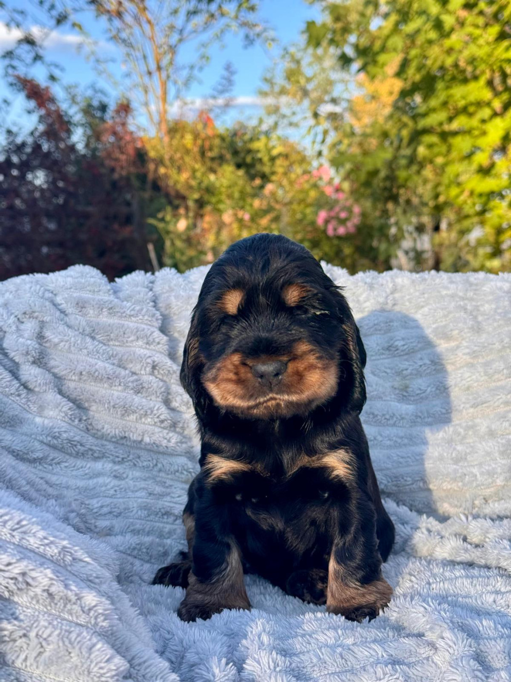 Du Songe D'Opaline - Chiots disponibles - Cocker Spaniel Anglais