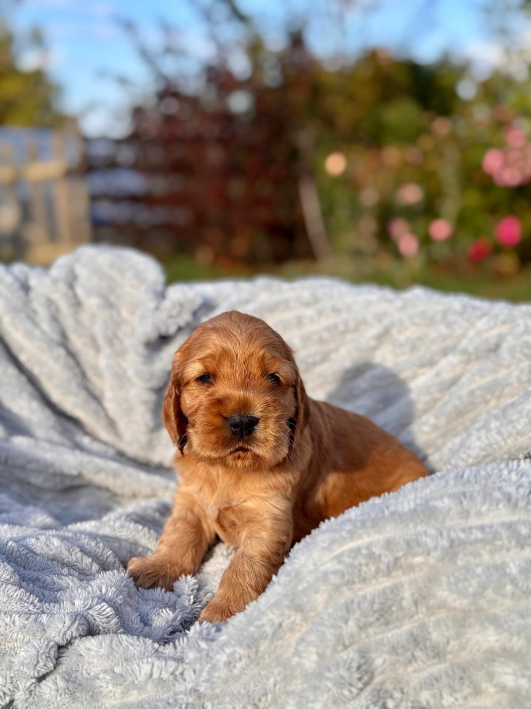 Du Songe D'Opaline - Chiots disponibles - Cocker Spaniel Anglais