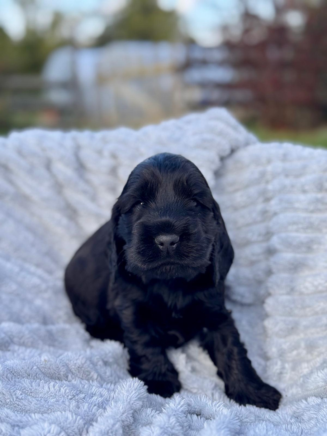 Du Songe D'Opaline - Chiots disponibles - Cocker Spaniel Anglais